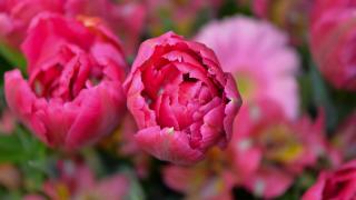 Fleuriste Fleuriste Ann Van Diepen 0