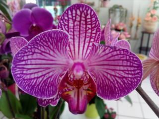 Fleuriste Claudine Fleurs 1