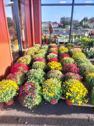 Fleuriste Famille Touchard - Fleuriste 0