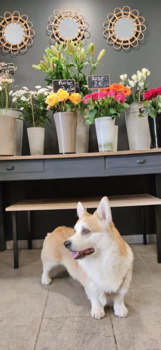 Fleuriste Les roses de Sablet 0