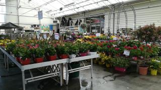 Fleuriste DELBARD THOUARS 0