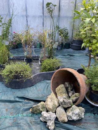 Fleuriste Touraine fleurs Cordon Dupin SARL 0