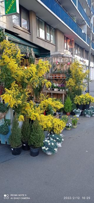 Fleuriste Zen Fleur 0