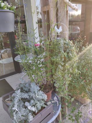 Fleuriste Le Jardins des Elfes 2