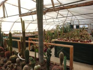 Fleuriste CACTUS LANDES 0