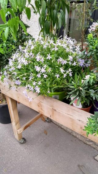 Fleuriste Du Vert Au Balcon 0