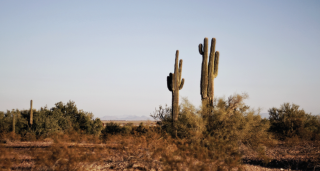 Fleuriste Au Cactus Médocain 0