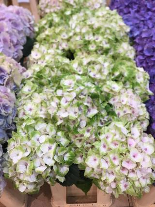 Fleuriste Family Flor 0