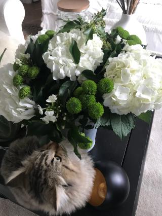 Fleuriste Chaumière Verte 0