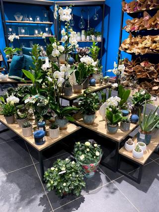 Fleuriste Les Fleurs d'Augustin 0