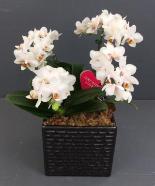 Fleuriste Okidland Paris 0