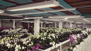 Fleuriste Okidland Paris 0