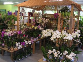 Fleuriste Sam Le Jardinier 0