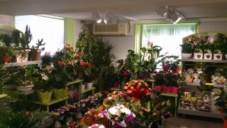 Fleuriste Boulevard des fleurs 0