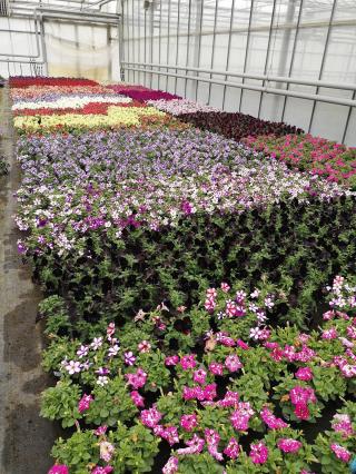 Fleuriste Horticulture Bernard Froger 0