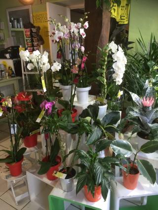 Fleuriste POMPES FUNÈBRES LAGUILLERMIE 0