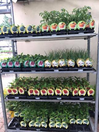 Fleuriste ETS Horticole Charles Manuele 0