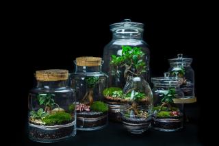Fleuriste Jungle Glass 0