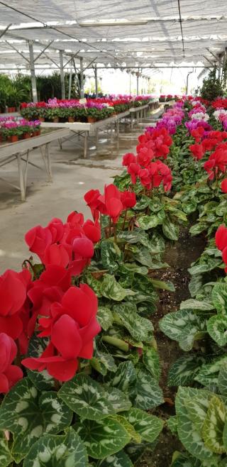 Fleuriste Isère Plantes 0