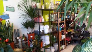 Fleuriste Iris Fleurs 0