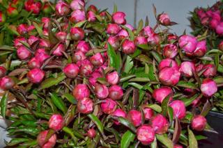 Fleuriste FAYOLLE FLEURS 0