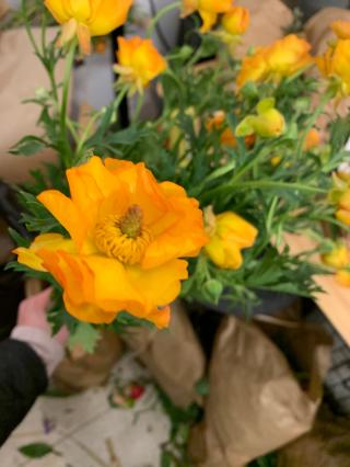 Fleuriste Maison Végétale - Versailles Le Chesnay 0