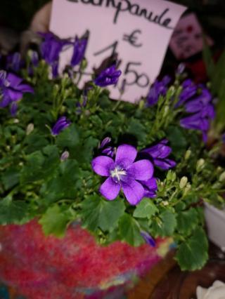 Fleuriste ETAMINE ET PISTIL 0