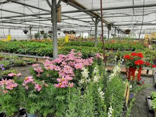 Fleuriste Les Serres de Rochy Condé 0