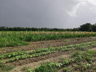 Fleuriste Libre Service Fleurs 0