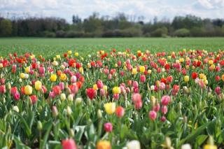 Fleuriste Libre Service Fleurs 0