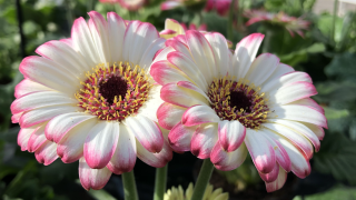 Fleuriste Ets Mougenot 0