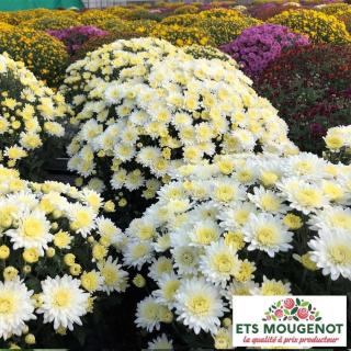 Fleuriste Ets Mougenot 0