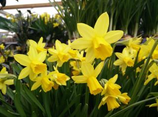 Fleuriste Jardinerie du Bocage 0