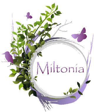 Fleuriste Miltonia 0