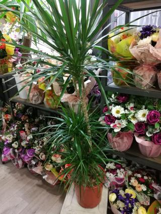 Fleuriste Beauty Fleurs 2