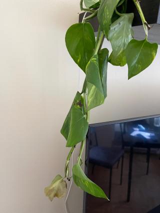 Fleuriste Podefleur 0