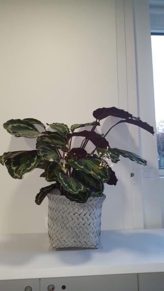 Fleuriste Maison Racine 0