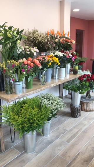 Fleuriste CAMOMILLE 0
