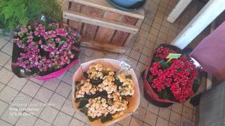 Fleuriste Achillea Fleurs - Combrit 0