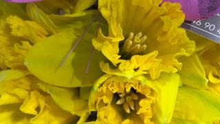 Fleuriste Renard Claude 0