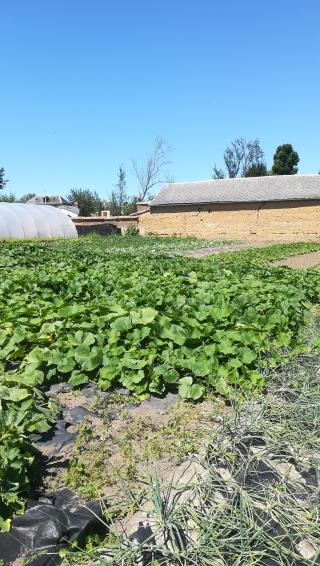 Fleuriste Aux Serres Neuvillaises Mesnil-Esnard 0