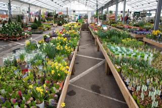 Fleuriste Pépinières Le Lann 1