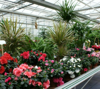 Fleuriste Octau Fleurs 1