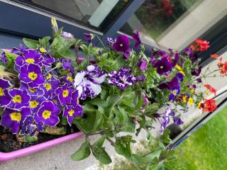 Fleuriste Octau Fleurs 0