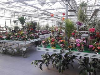 Fleuriste Octau Fleurs 0