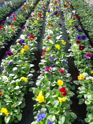 Fleuriste Bagot Jean-Pierre 0