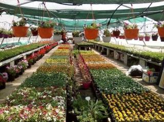 Fleuriste Horticulture Au Champ Fleuri 0