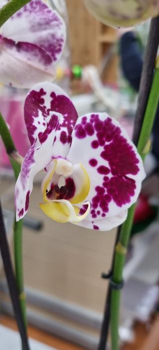 Fleuriste E.Leclerc Jardi 0