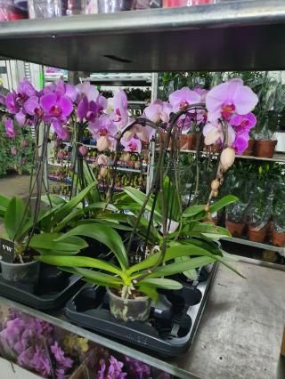 Fleuriste Au parfum floral 0