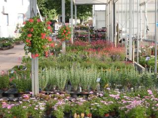 Fleuriste Hortisyl EARL, Horticulteur, Pépinière, Producteur de plantes 0